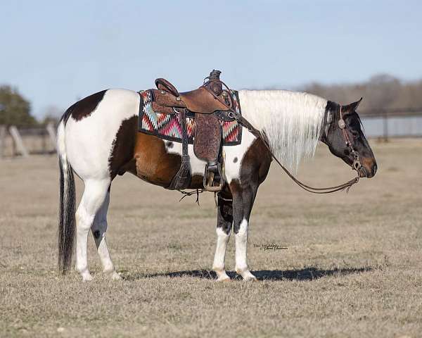 all-around-draft-horse