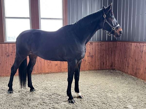 choice-dutch-warmblood-horse