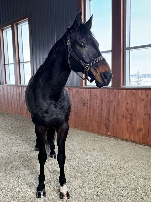 eager-dutch-warmblood-horse