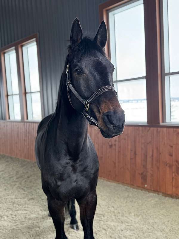 enjoy-dutch-warmblood-horse