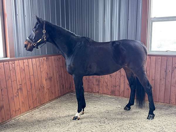 friends-dutch-warmblood-horse