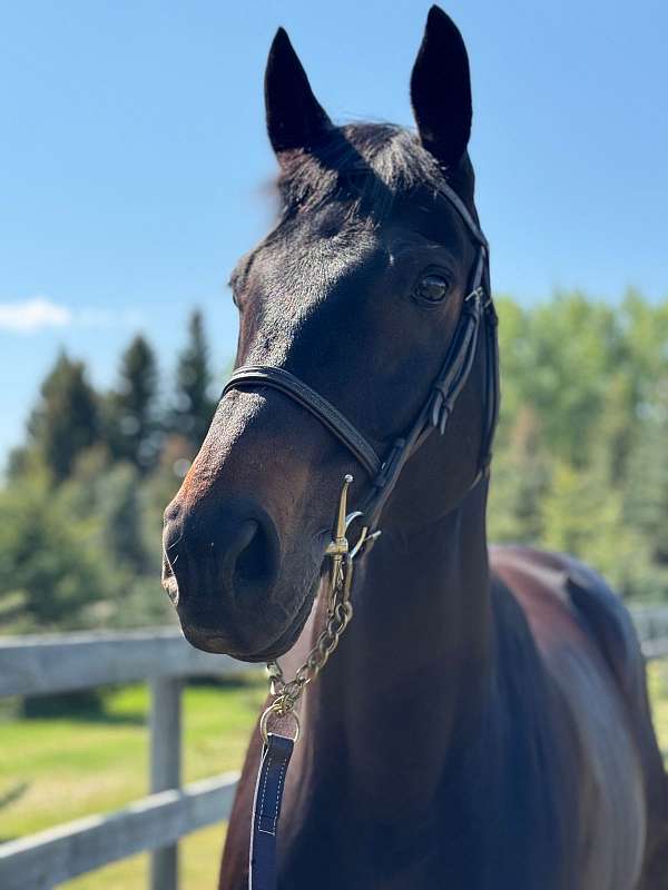 english-pleasure-dutch-warmblood-horse