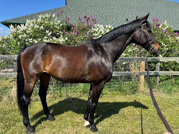 eventing-dutch-warmblood-horse