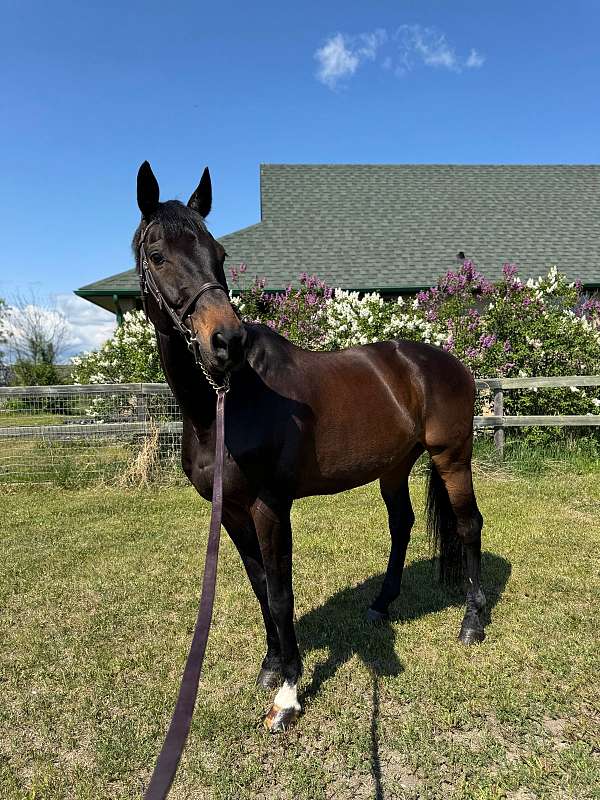 choice-dutch-warmblood-horse