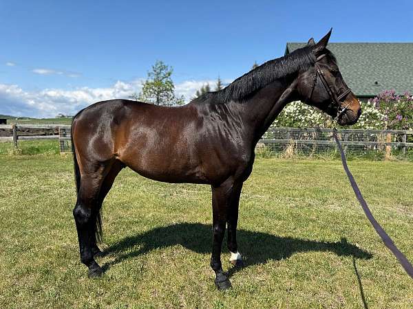 eager-dutch-warmblood-horse