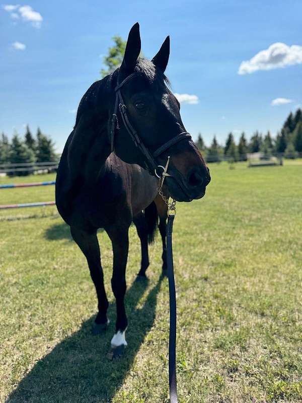 enjoy-dutch-warmblood-horse