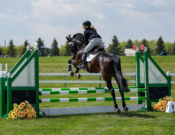 flat-dutch-warmblood-horse