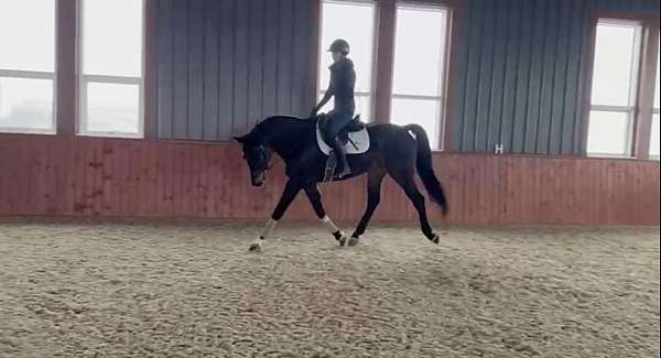friends-dutch-warmblood-horse