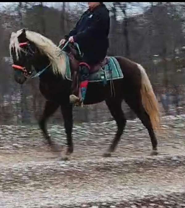 breeding-rocky-mountain-horse