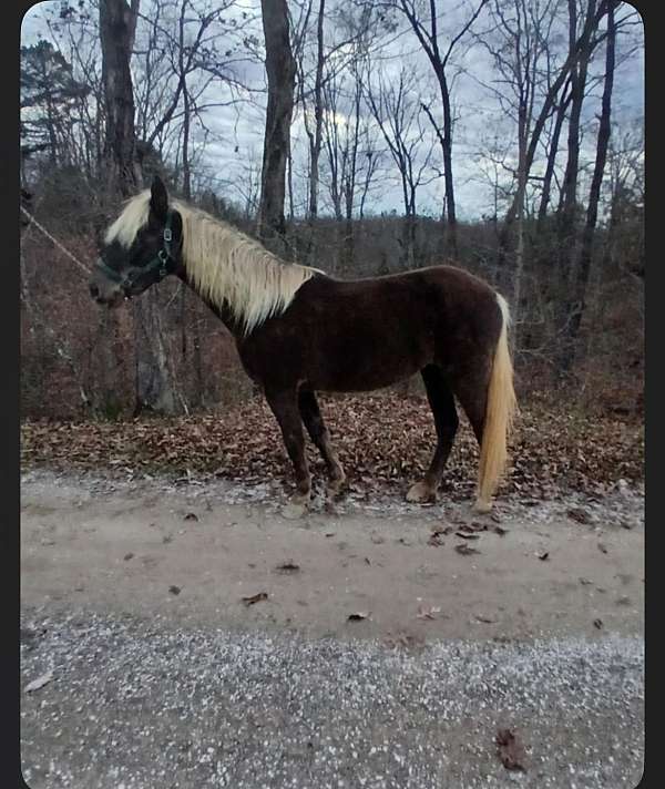 dappled-rocky-mountain-horse