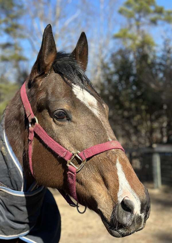 dressage-thoroughbred-horse