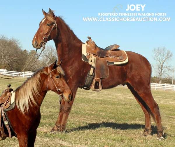 joey-tennessee-walking-horse