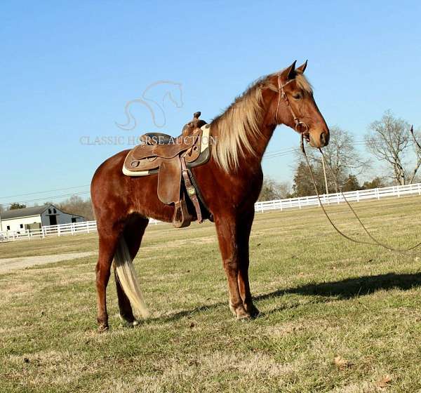 all-tennessee-walking-horse