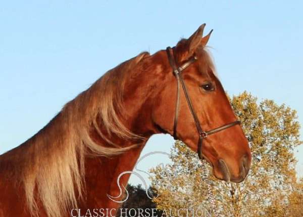 all-around-tennessee-walking-horse