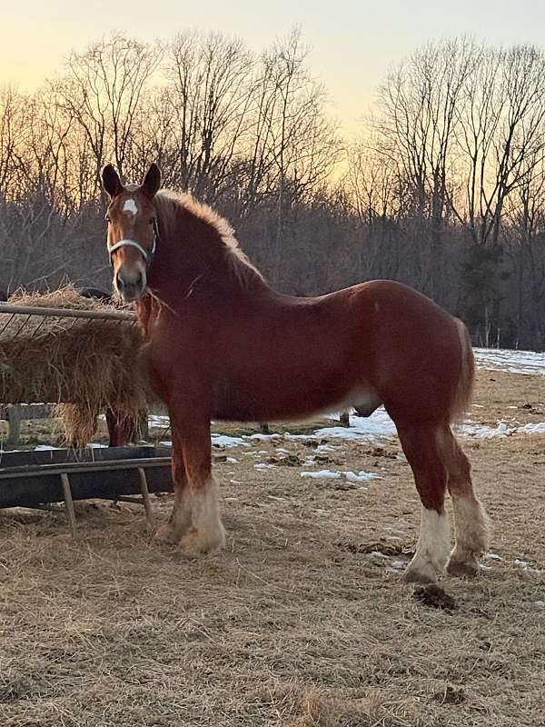 sorrel-belgian-gelding