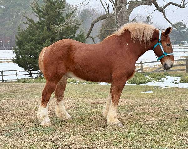 17-hand-belgian-gelding