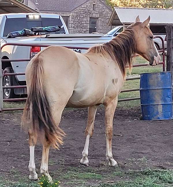 dun-with-white-stockings-horse