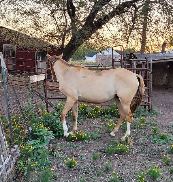 bay-dun-with-white-stockings-horse