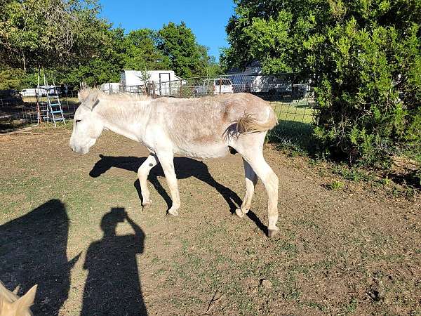 12-hand-red-roan-donkey