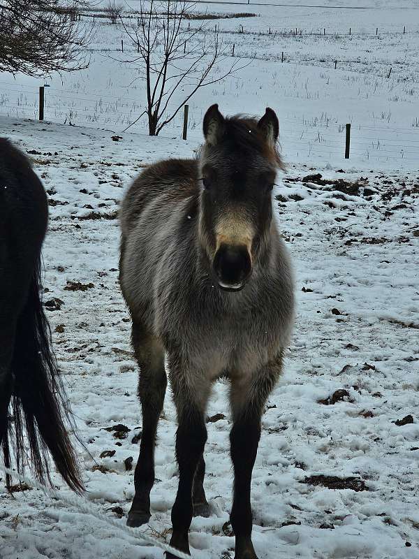 grulla-paint-quarter-horse-for-sale