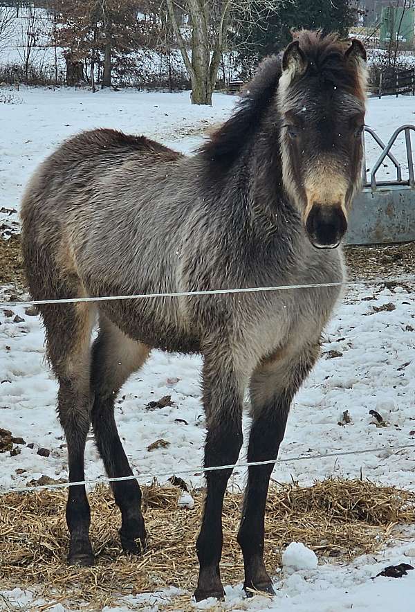 grulla-paint-quarter-horse