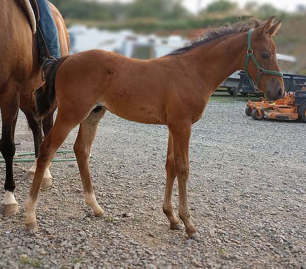 barrel-quarter-horse