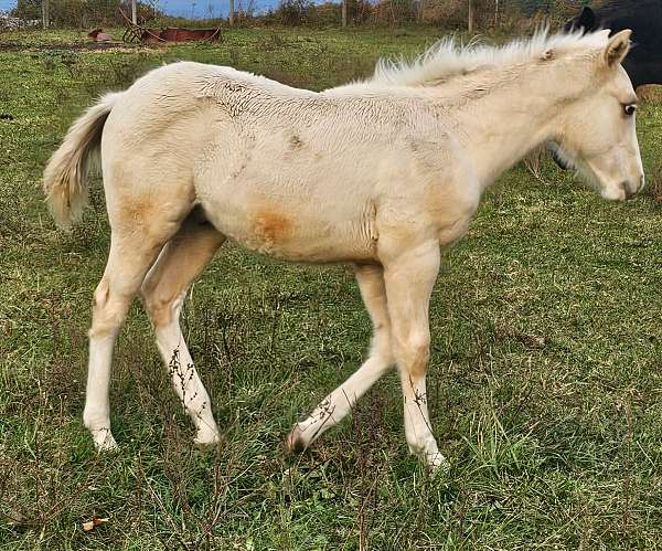 paint-horse-for-sale