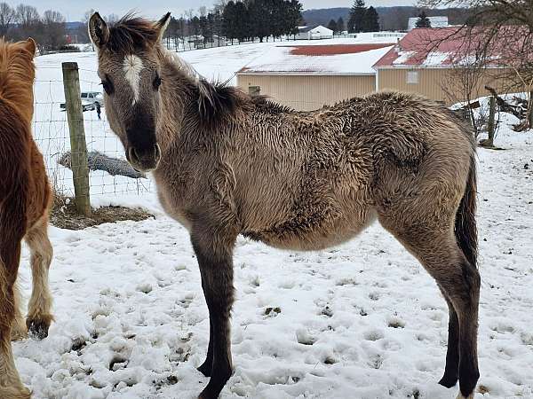 grulla-halter-trained-horse