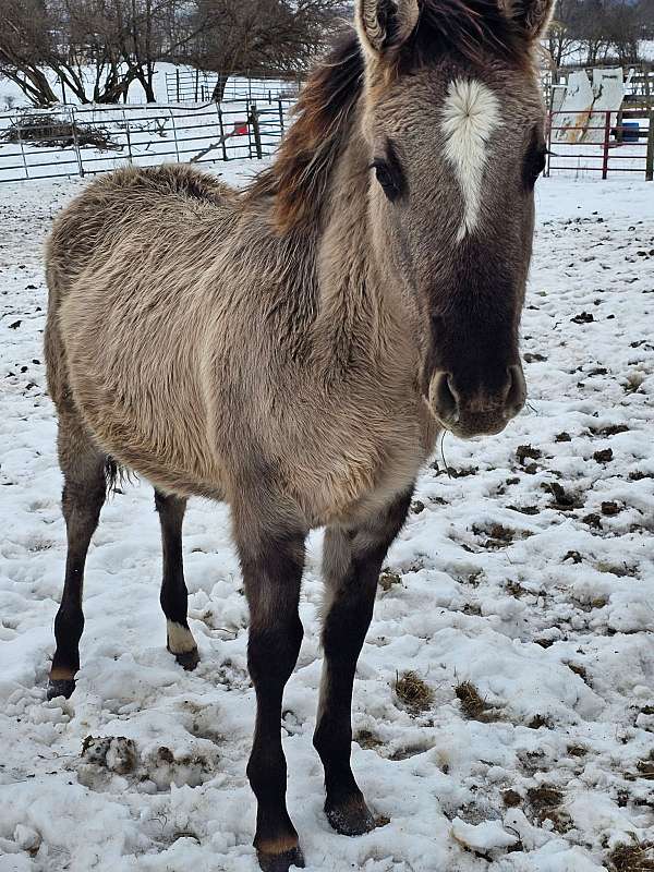 quarter-horse-colt