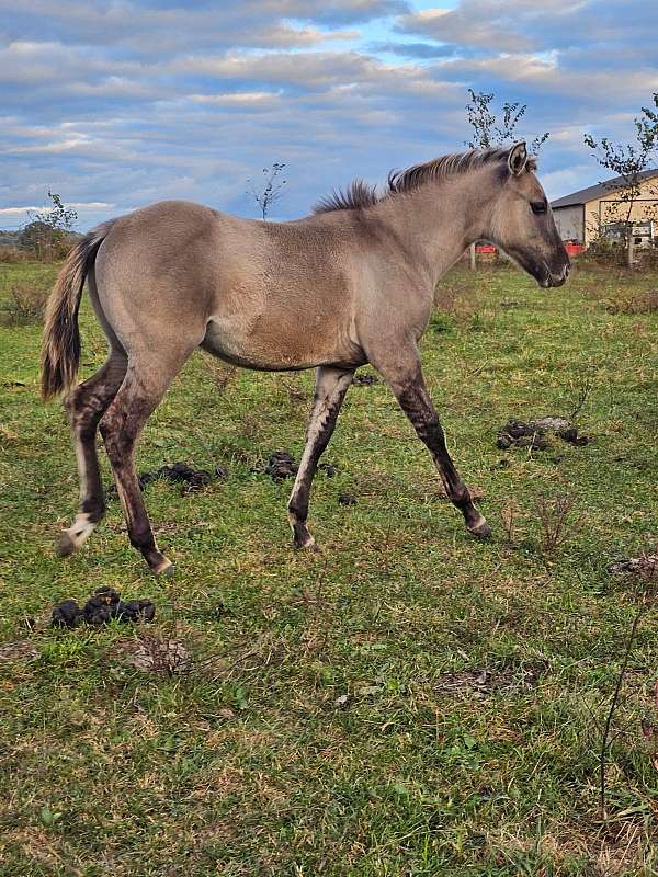 quarter-horse-for-sale