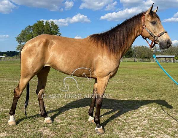 amber-eyes-tennessee-walking-horse