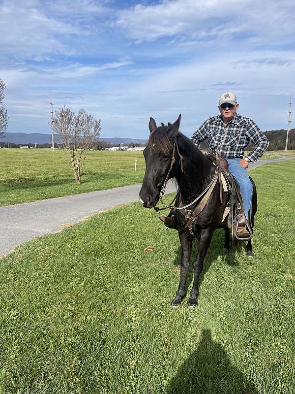 nitro-tennessee-walking-horse