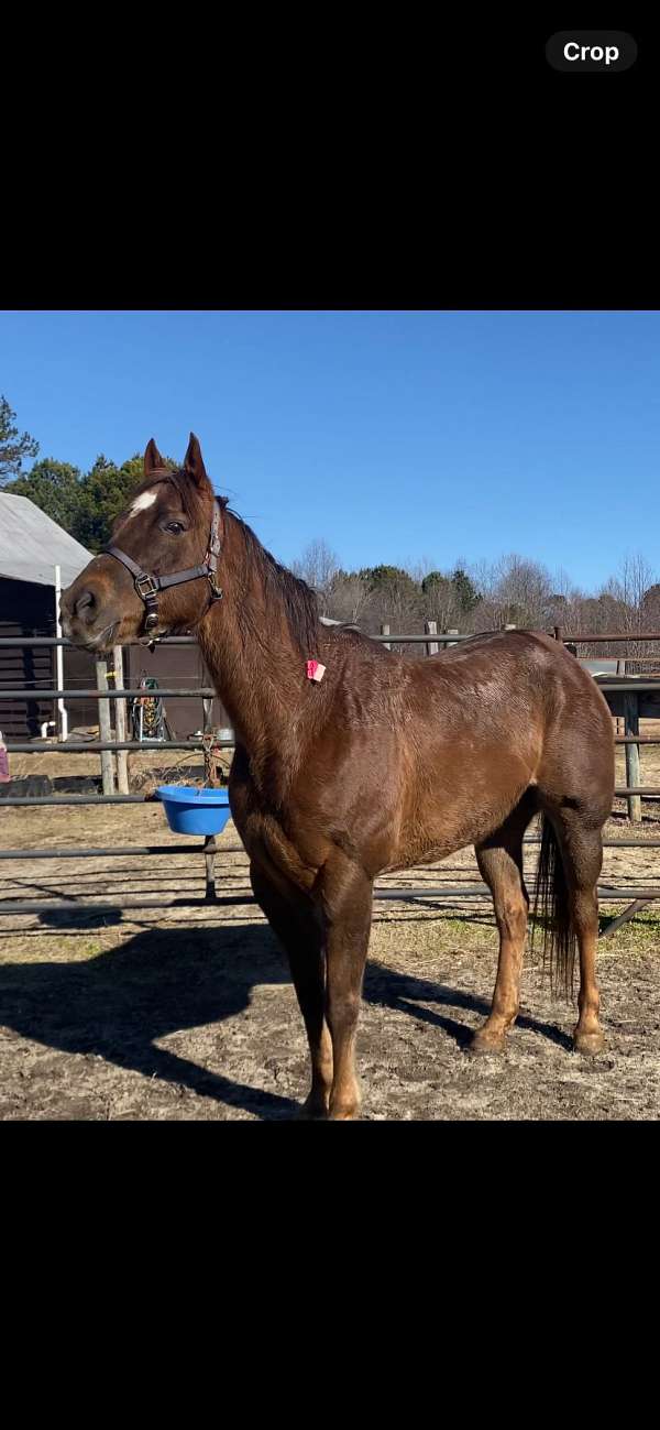 quarter-horse-gelding