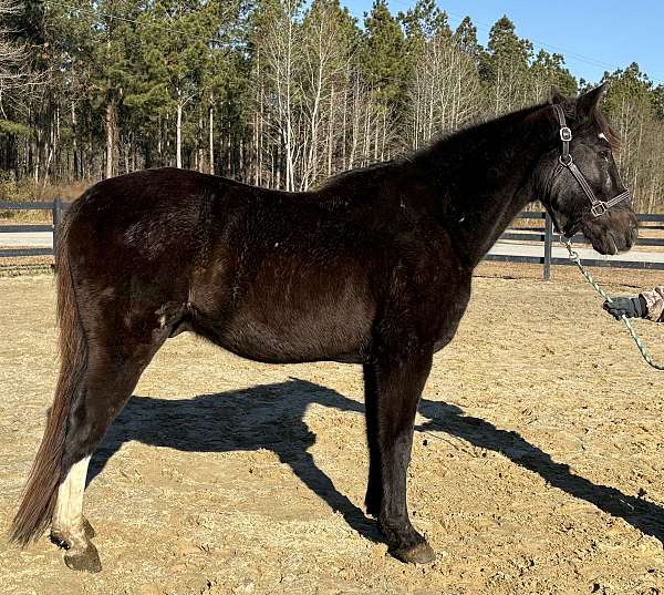 affordable-tennessee-walking-horse