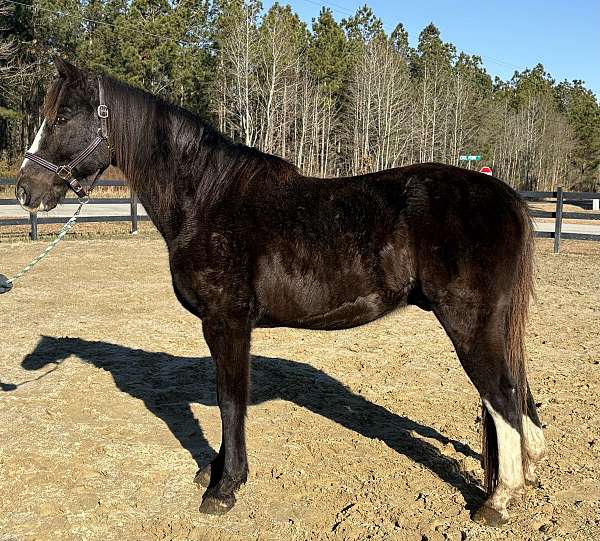 back-tennessee-walking-horse