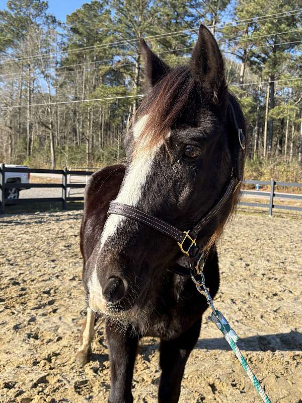 bay-tennessee-walking-horse