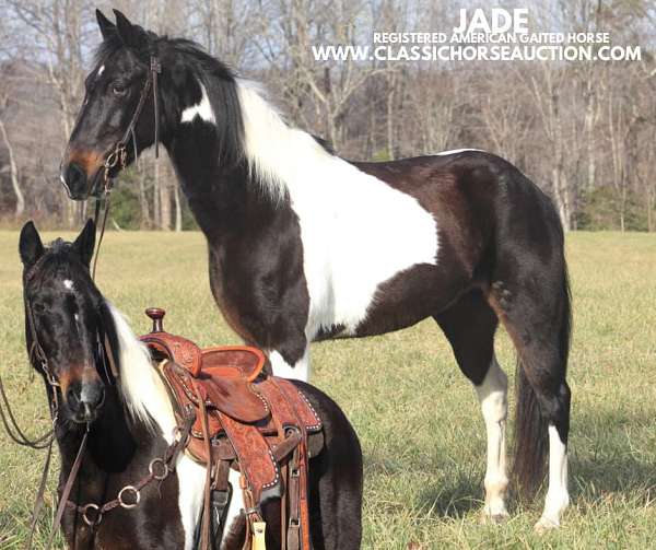 flat-foot-walk-tennessee-walking-horse