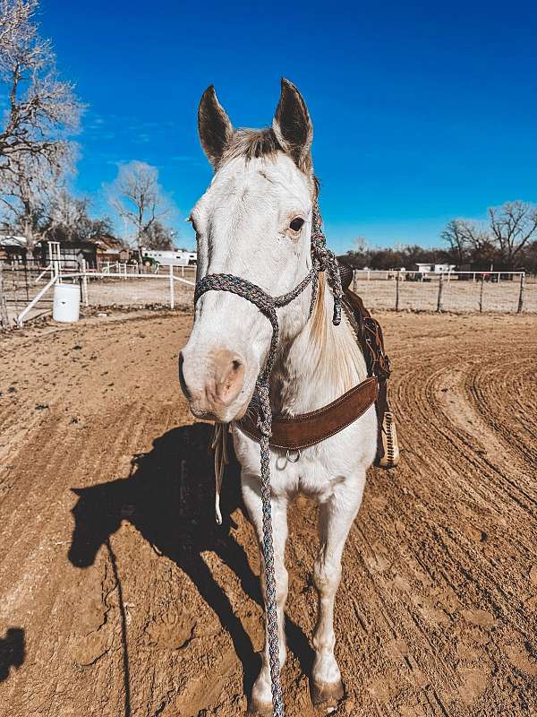 overo-medicine-hat-horse