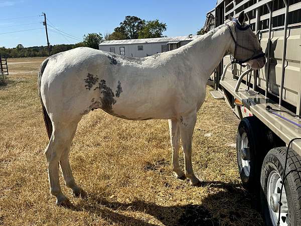 all-around-quarter-horse