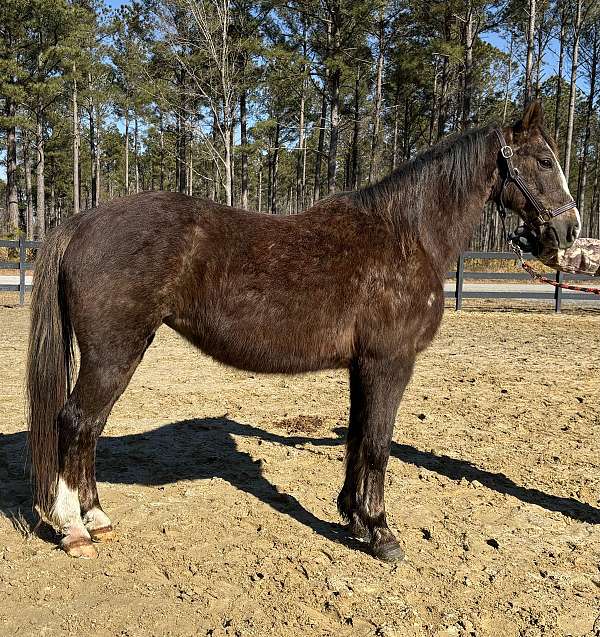 canter-morgan-horse