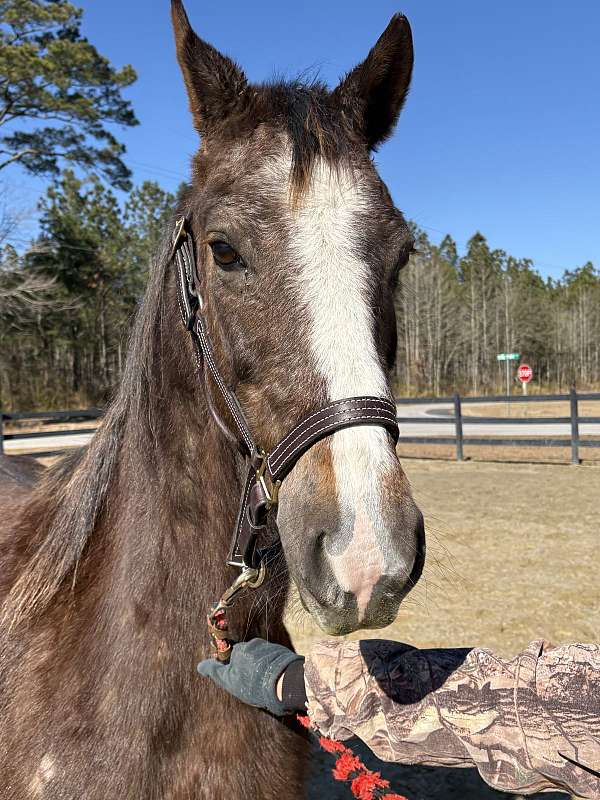 good-manners-morgan-horse