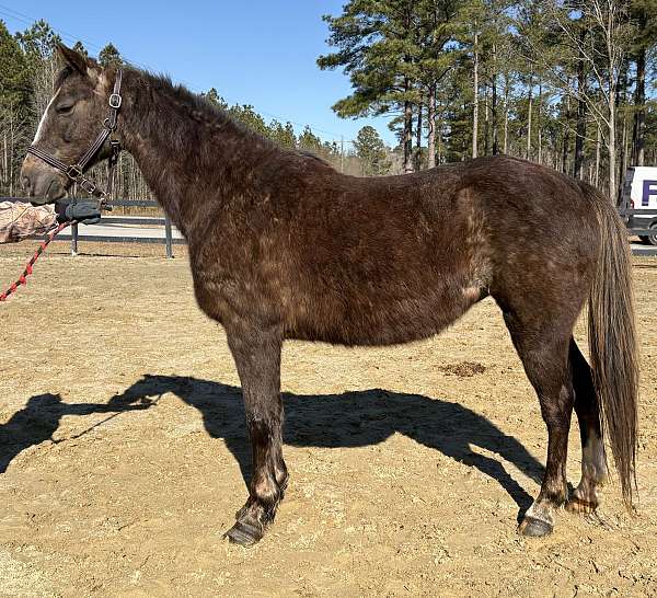 great-handle-morgan-horse