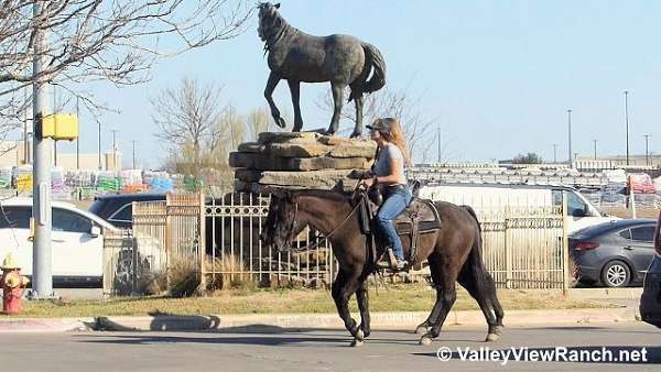 grulla-grullodunbrown-horse