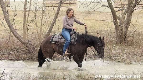 grulla-quarter-horse-gelding