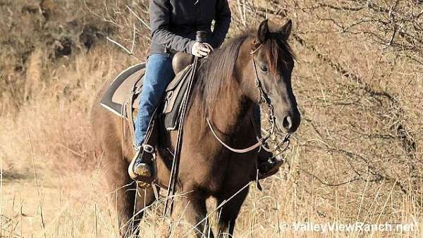 grulla-ranch-versatility-horse