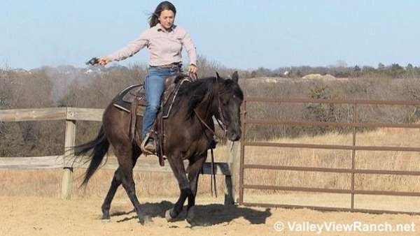 ranch-versatility-quarter-horse