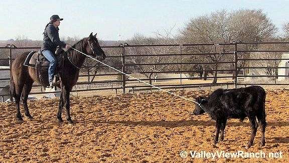 ranch-work-quarter-horse