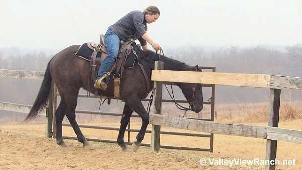 trail-quarter-horse