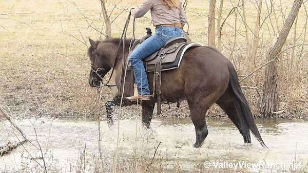 trail-riding-quarter-horse