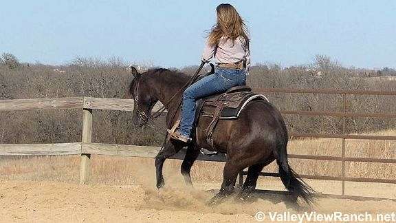 working-cattle-quarter-horse